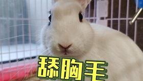 抖音以前的网红吃瓜事件,揭秘网络舆论背后的真相与争议 第1张 抖音以前的网红吃瓜事件,揭秘网络舆论背后的真相与争议 第1张